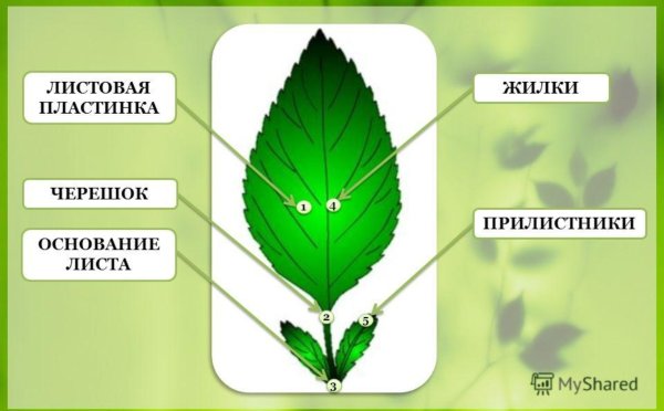 Тройчатосложный черешковый лист