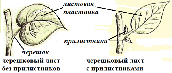 Прилистники черешок основание листа