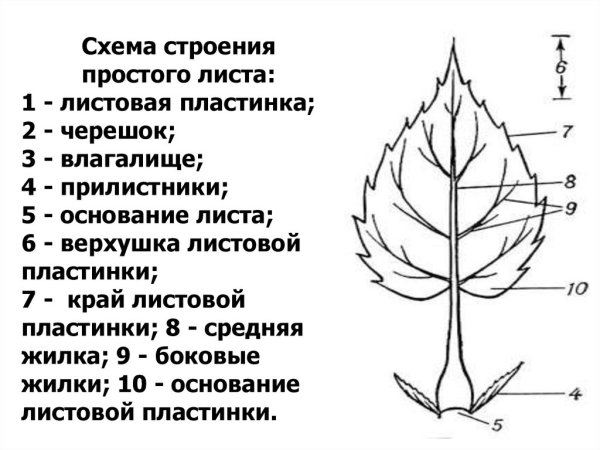 Лист орган растения