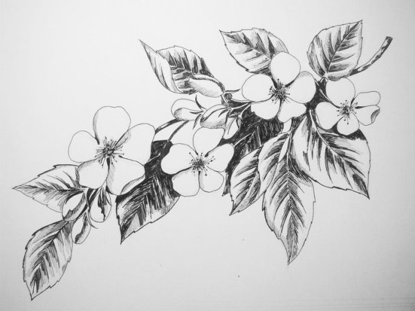 Обои рисунок карандашом