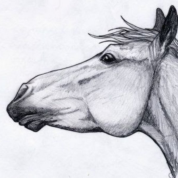 Красивые рисунки лошадей