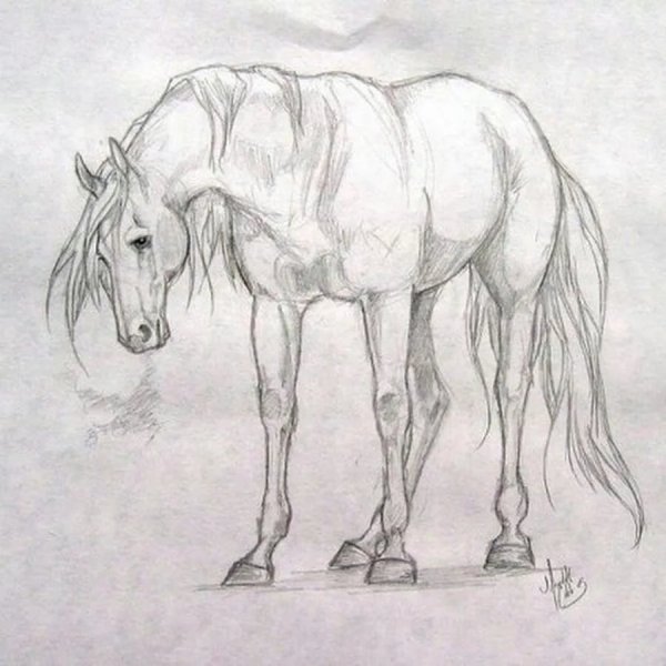 Рисование лошади