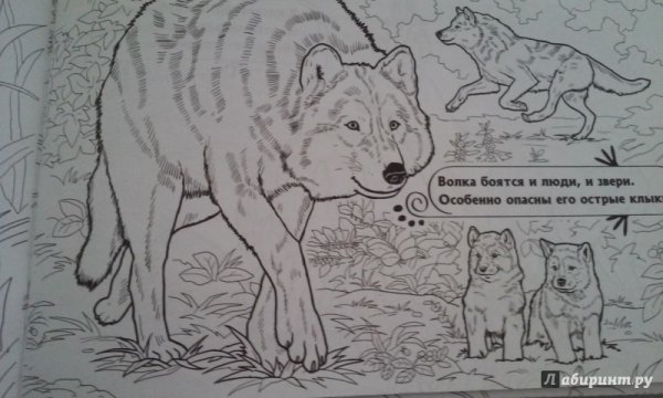 Чего боится волк в лесу