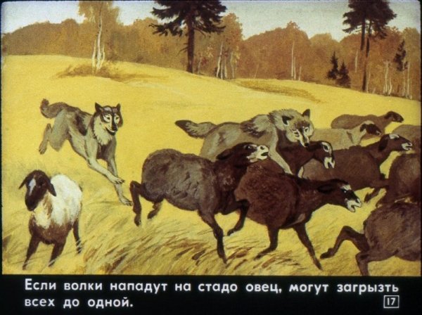 Волки нападают на стадо