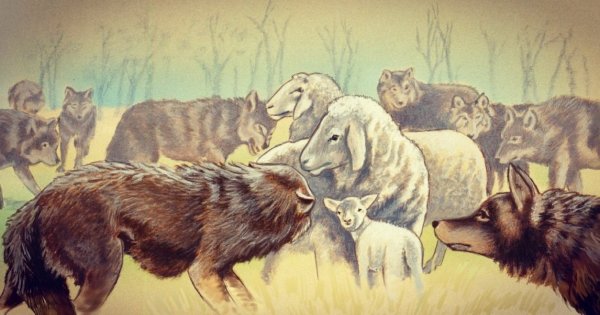 Овца среди Волков