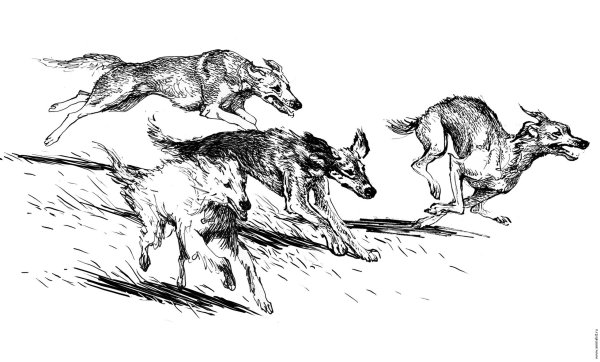 Карикатуры про Волков