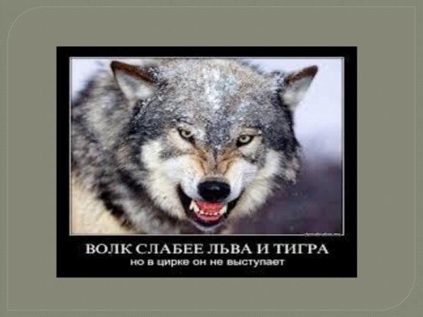 Колобок карикатура