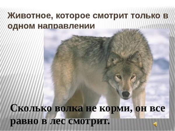 Анекдоты про зверей