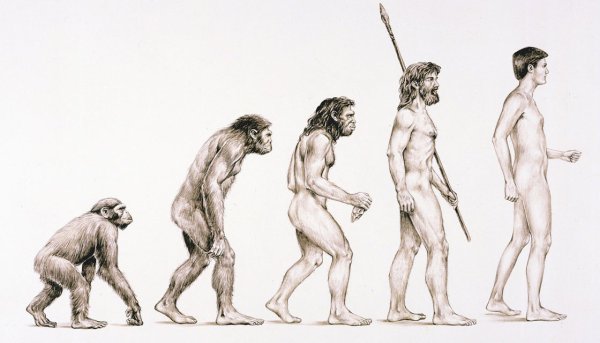 Эволюция Дарвин хомо