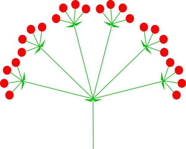 Соцветие сложный зонтик