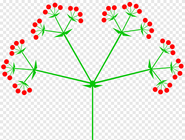 Ложный зонтик соцветие