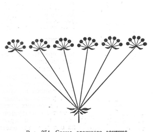 Соцветие сложный зонтик схема