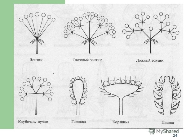 Соцветие простой зонтик схема