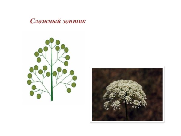 Зонтичные соцветие сложный зонтик