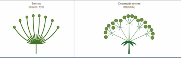 Соцветие зонтичных схема