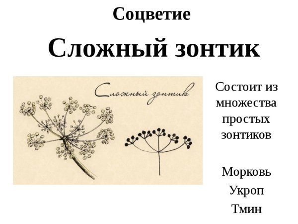 Циатий соцветие схема