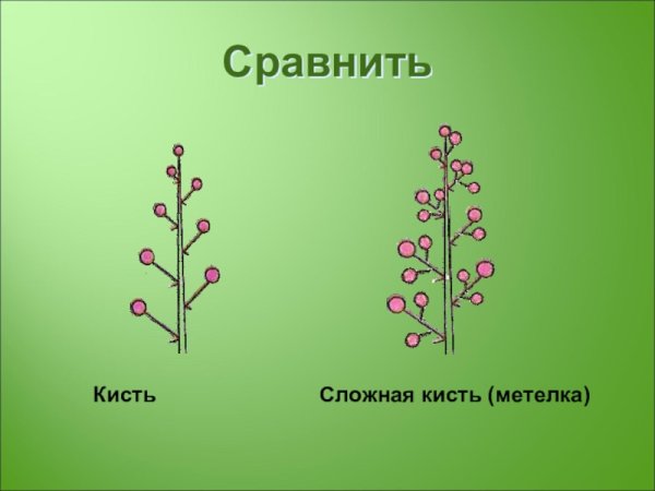 Сложная кисть метелка