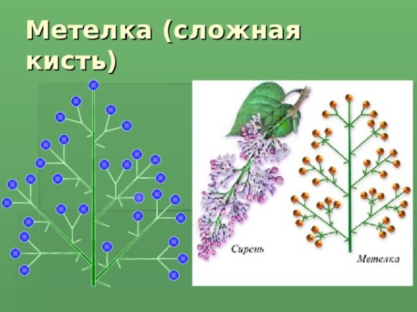 Сложная кисть соцветие донник