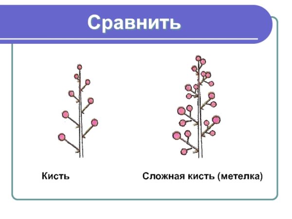 Схема соцветия метелка сложная кисть