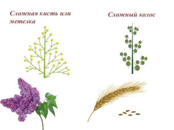 Соцветие метелка сложная кисть