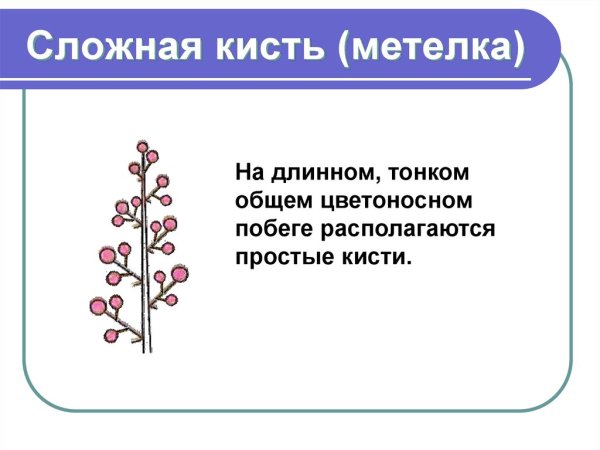 Схема соцветия метелка сложная кисть