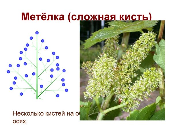 Соцветие кисть и метелка