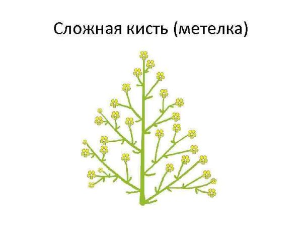 Схема сложного соцветия метёлка
