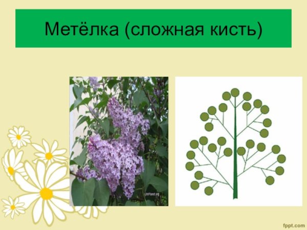 Соцветие кисть и метелка