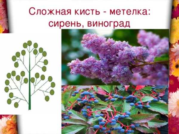 Сирень соцветие кисть