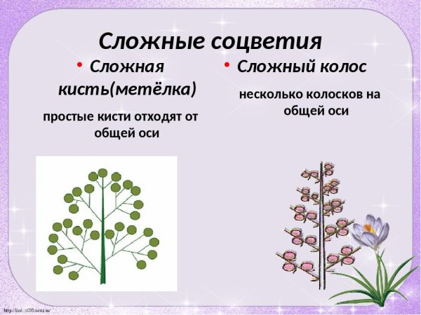 Соцветие метелка