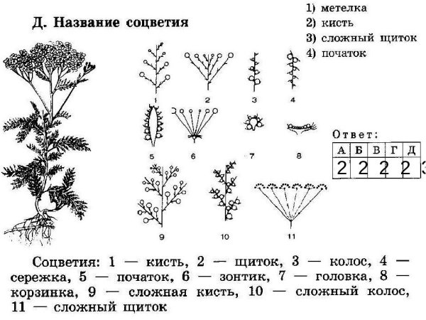 Соцветие метелка схема