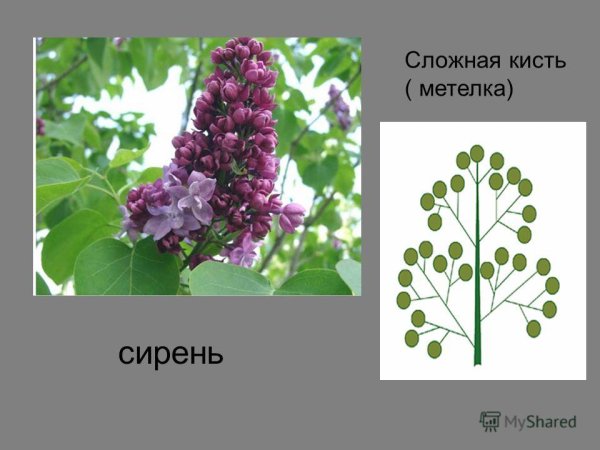 Соцветие кисть и метелка