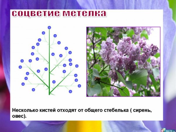 Сложные соцветия растений