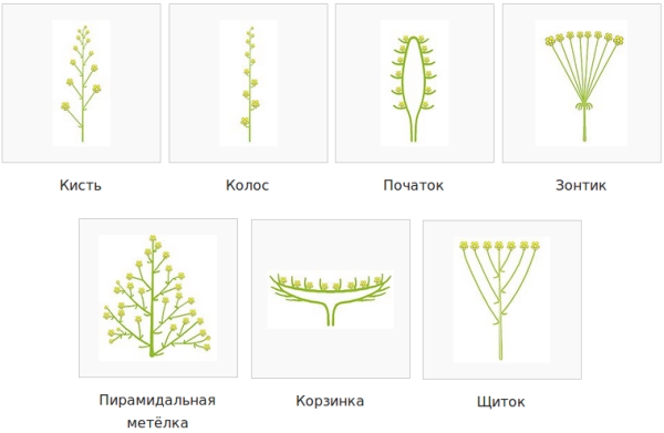 Соцветие розоцветных растений
