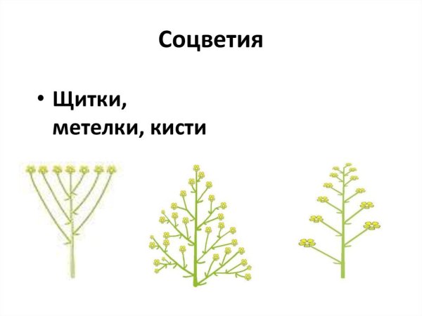 Соцветие Султан