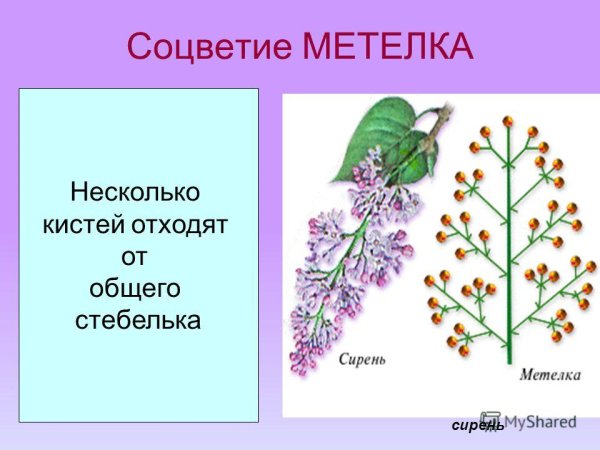 Тип соцветия сложный Колос