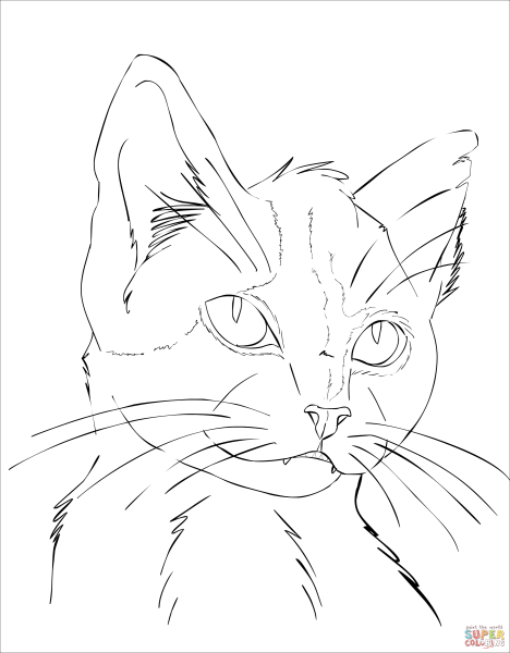 Набросок морды кота