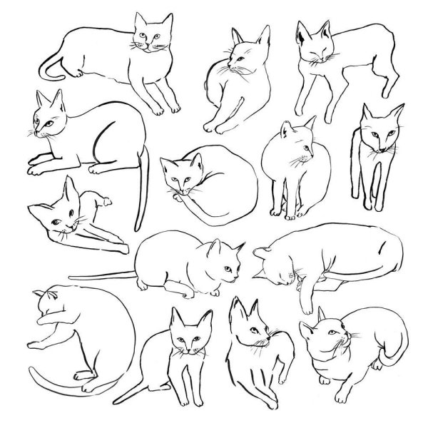 Красивые позы кошек