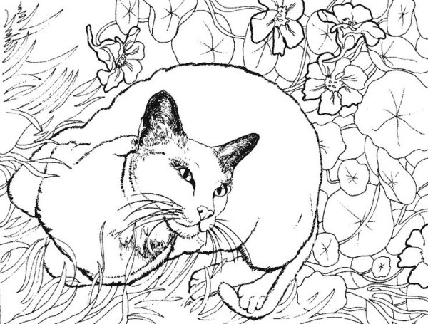 Кошки. Раскраска