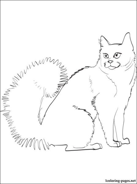 Кошка эскиз