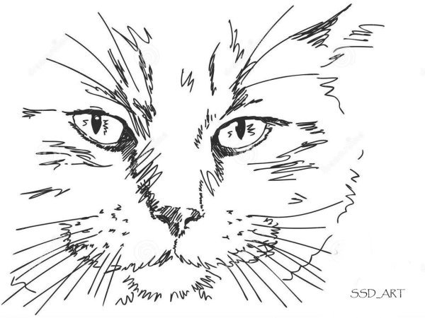 Раскраска кошка полосатая