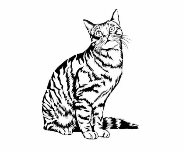 Коты Воители Мейн кун