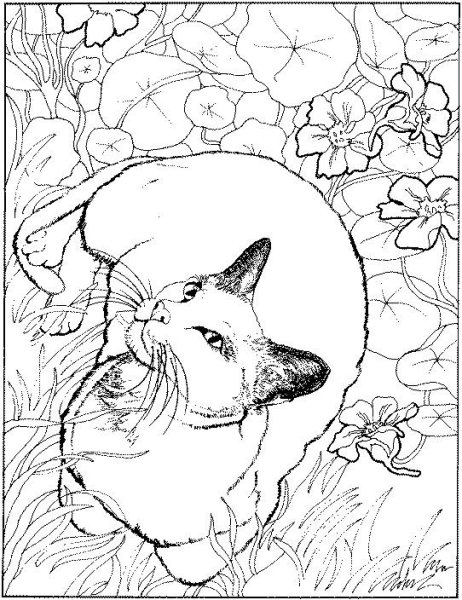 Раскраски для акварели взрослым