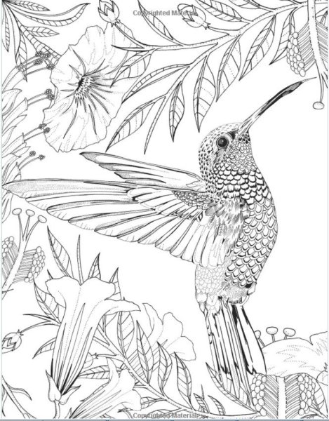 Птицы. Раскраска