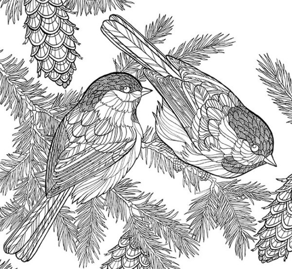 Птицы. Раскраска