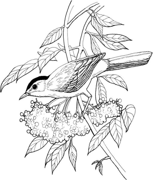 Жар птица раскраска