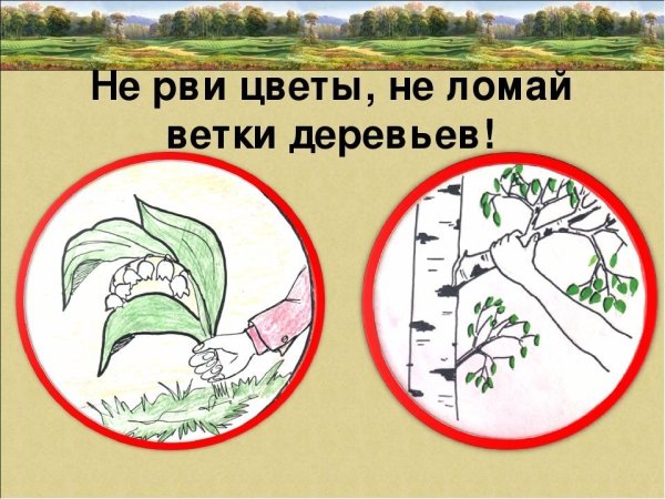 Плакат в защиту первоцветов