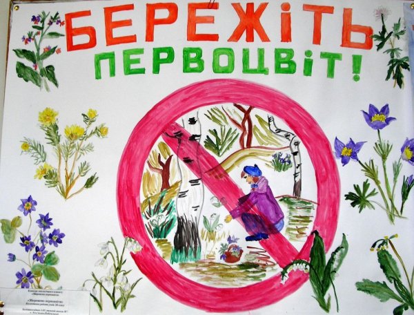 Плакат берегите растения