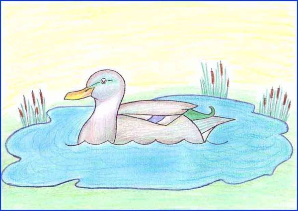 Иллюстрация серая шейка нарисовать