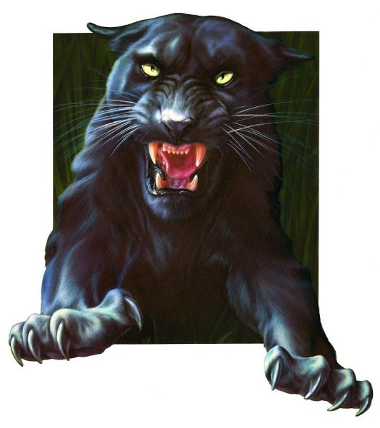 Чёрная пантера животное